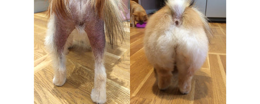 Bailey Before and After Using Dermacton for Itchy Dogs