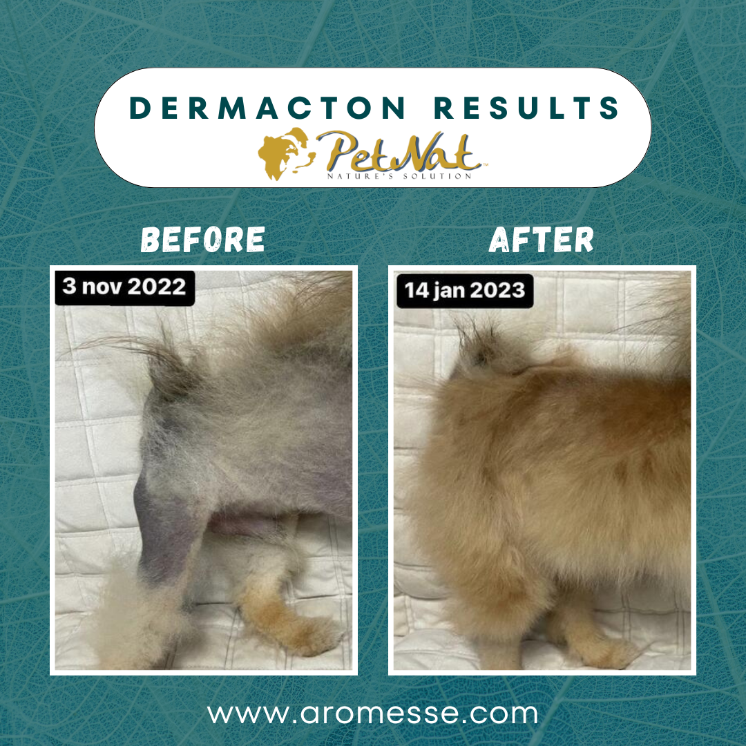 Dermacton Cream for Itchy Dogs