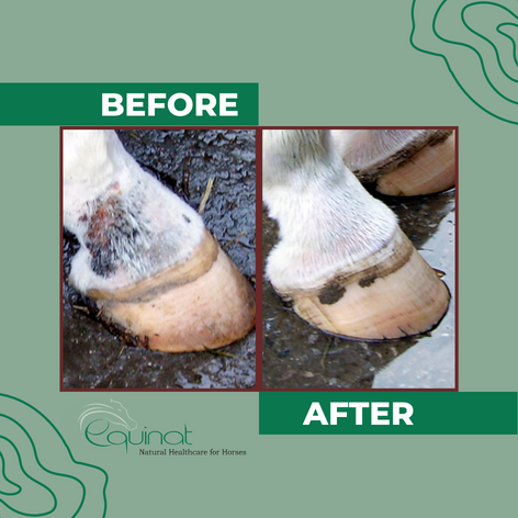 Aromaheel Mud Scab Remover for Horses