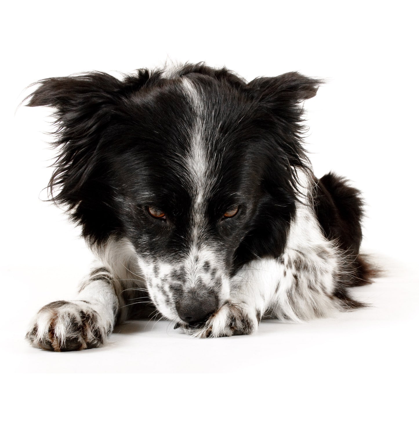 Aller-Itch Spray for dogs with seasonal allergies