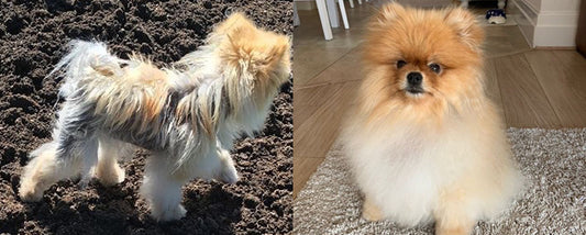 Before and After Dermacton Spray & Shampoo