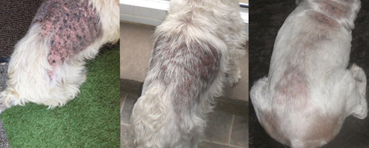 Skye Before and After Dermacton