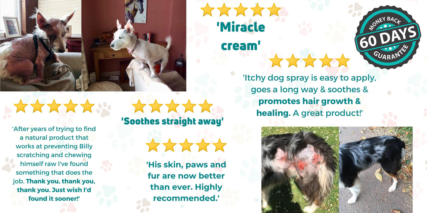 Dermacton Rapid Skin Relief Remedies for Itchy Dogs Aromesse