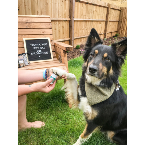 Bkind paw rescue balm hot sale